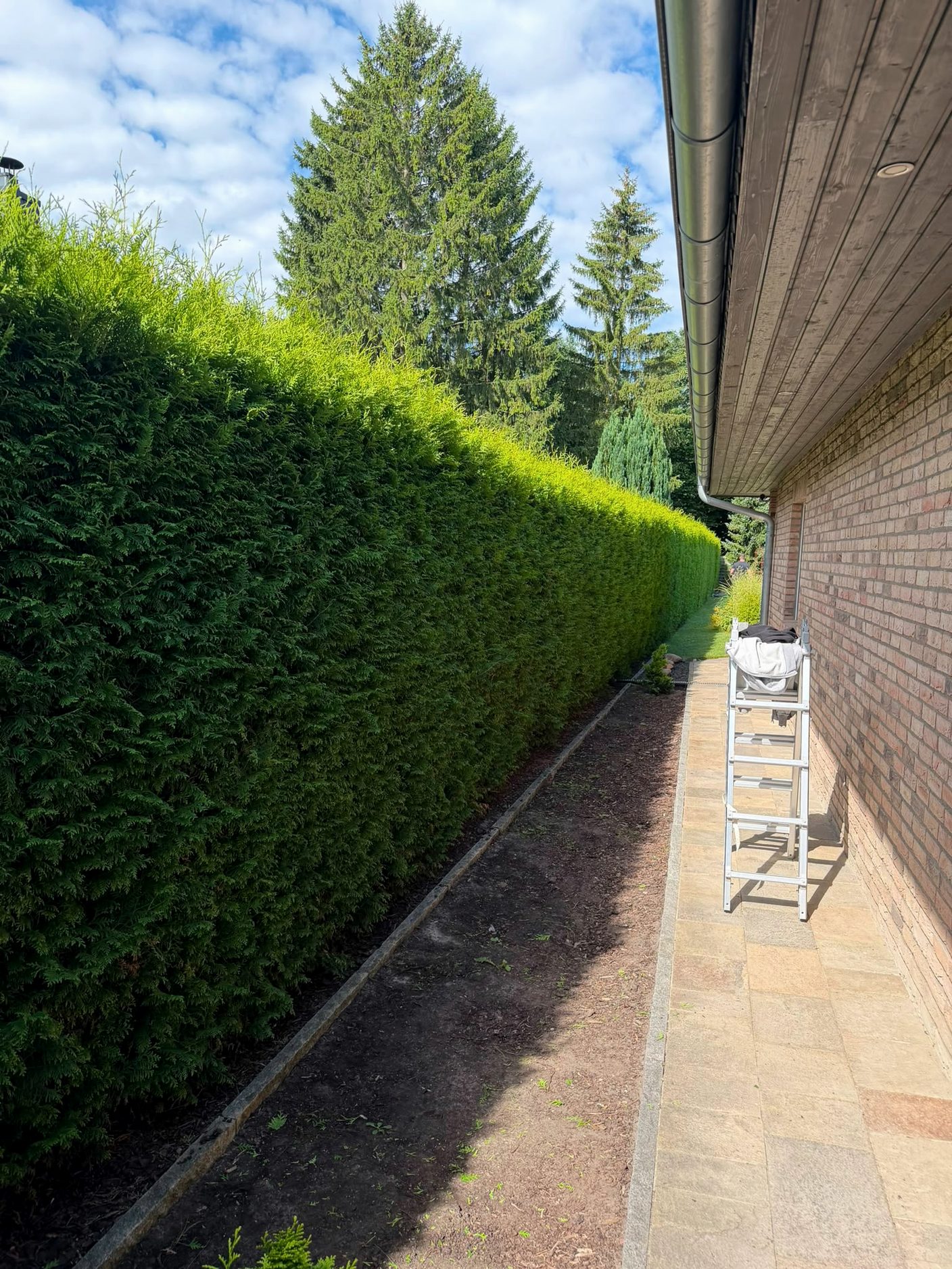Lange, frisch geschnittene Hecke am Haus entlang, Leiter an der Wand